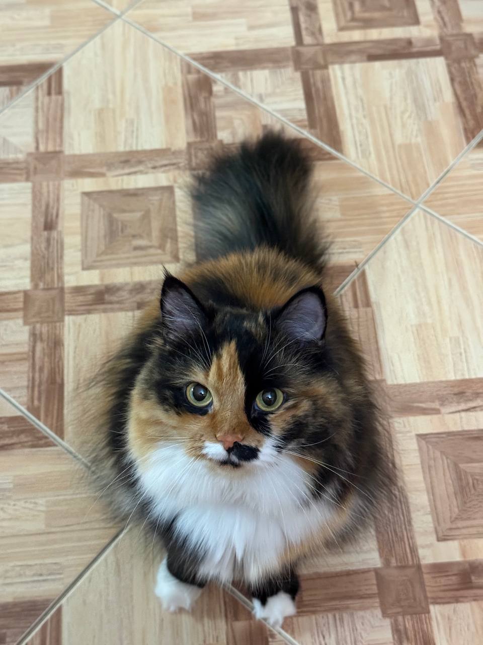 Ученые открыли новый способ общения кошек с хозяевами